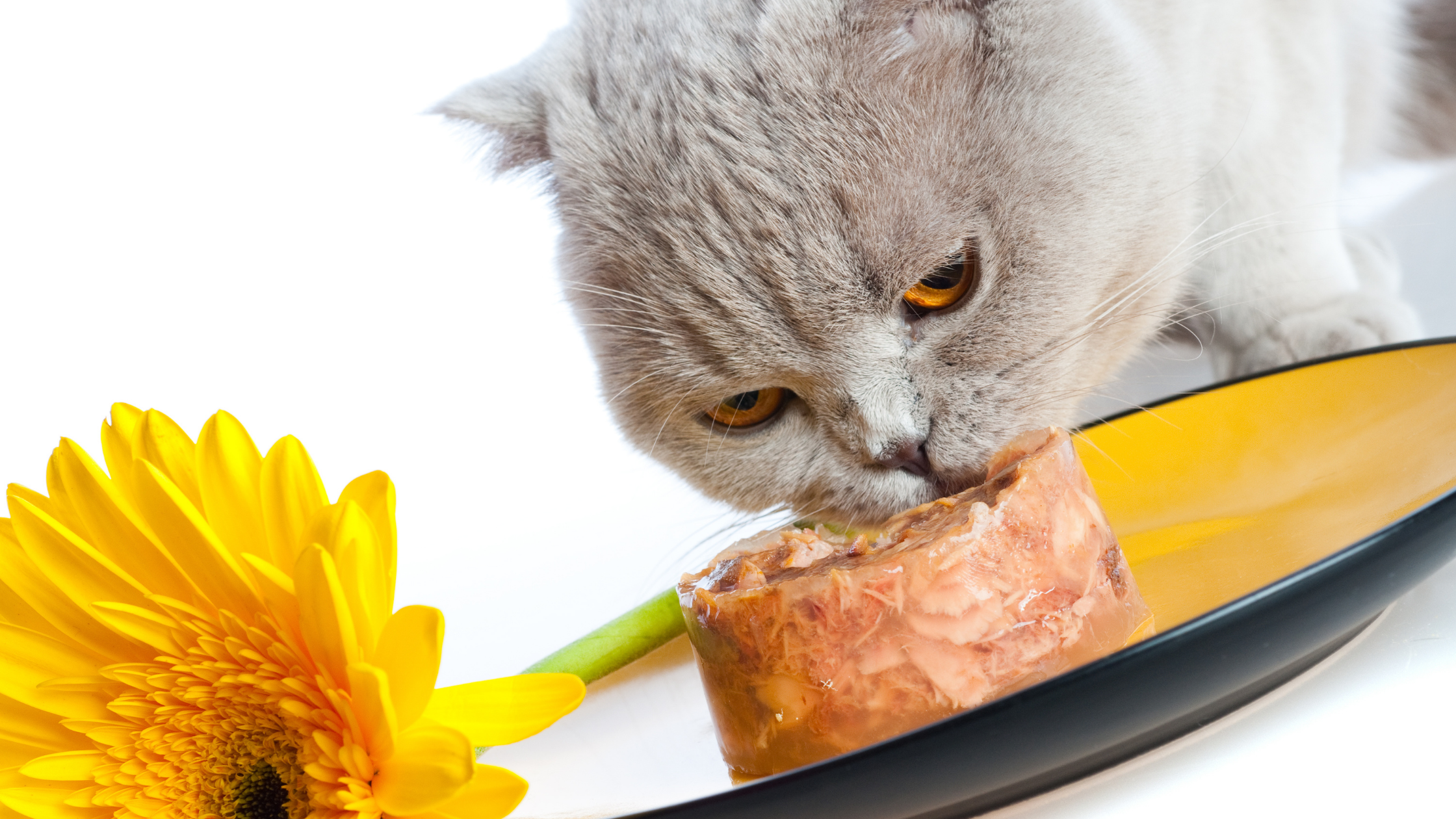 About the Organ Meats