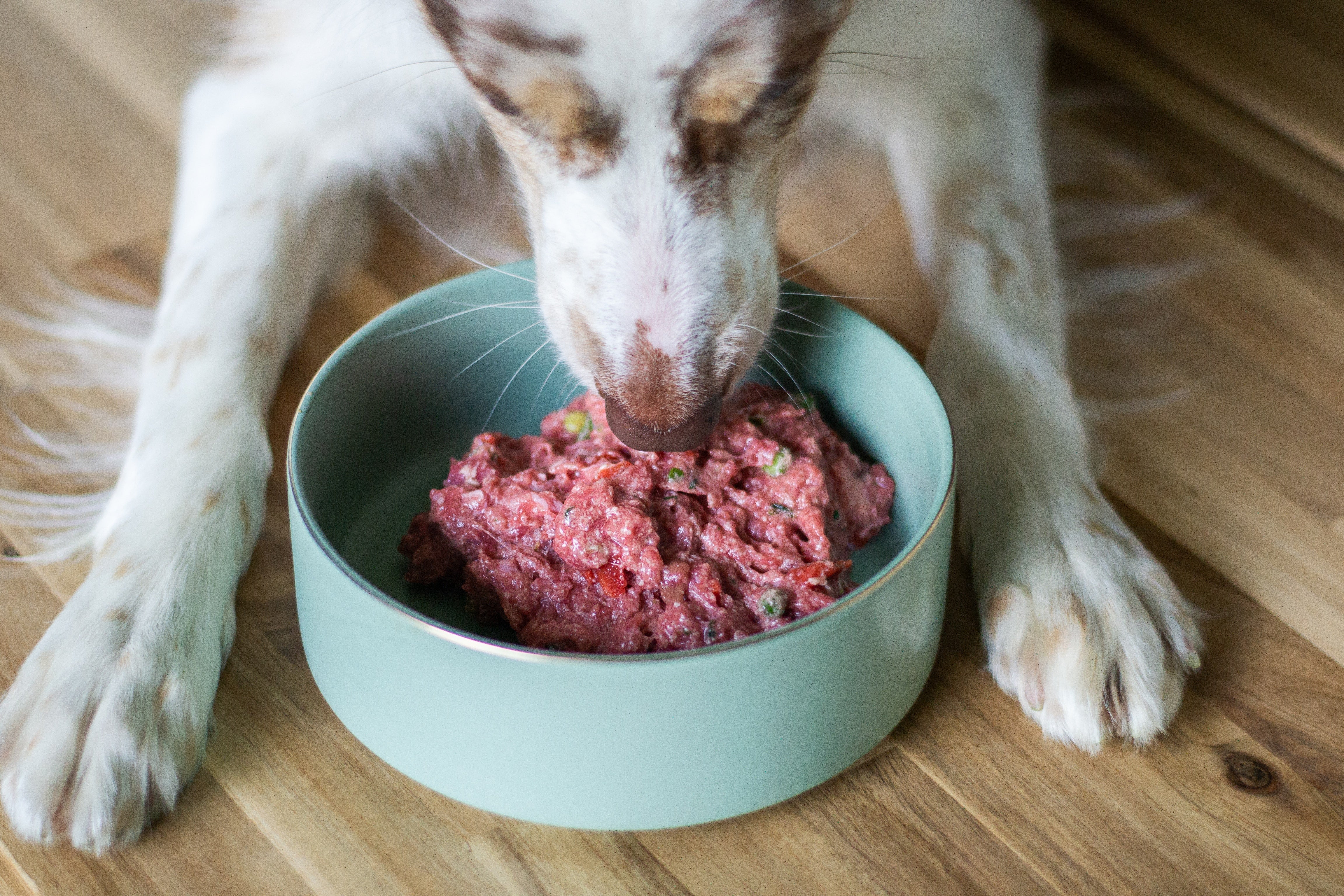 Best Raw Food for Sensitive Tummies!