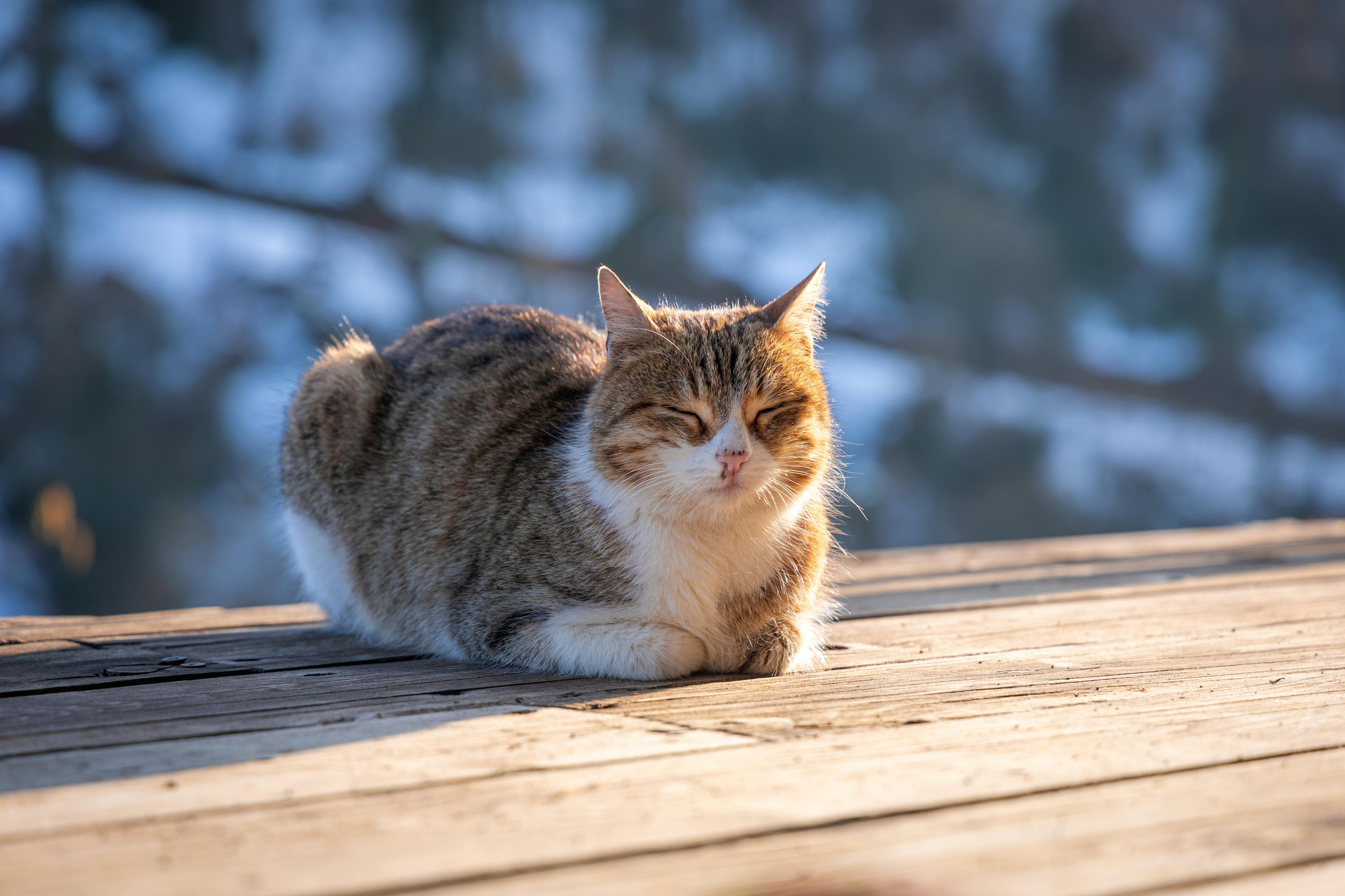 Extra Hungry Pets! How to Combat Cold Weather Cravings 😸❄️