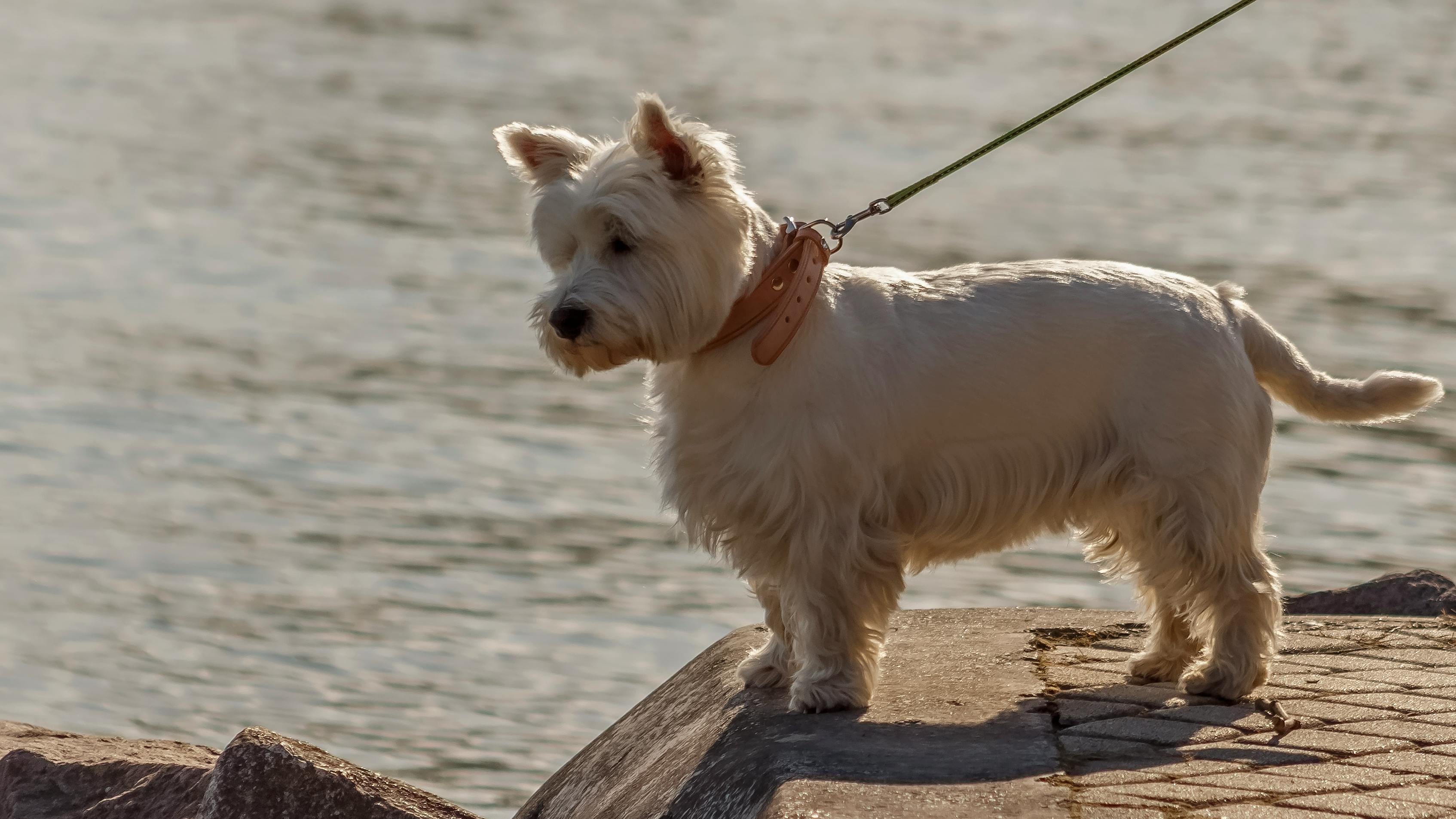 Pet Collars & Leads