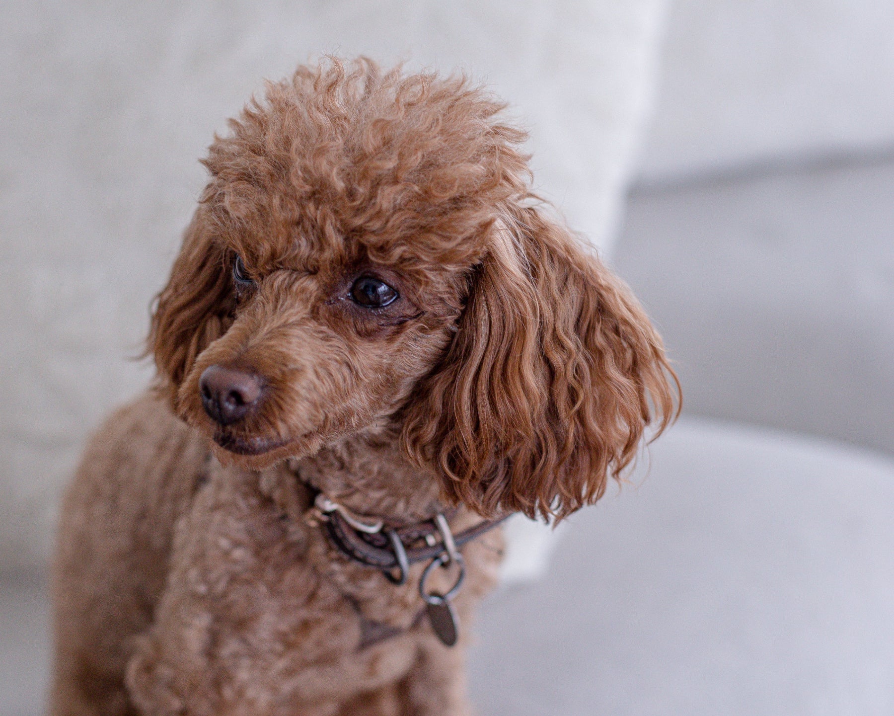 Pet Food for Senior Dogs