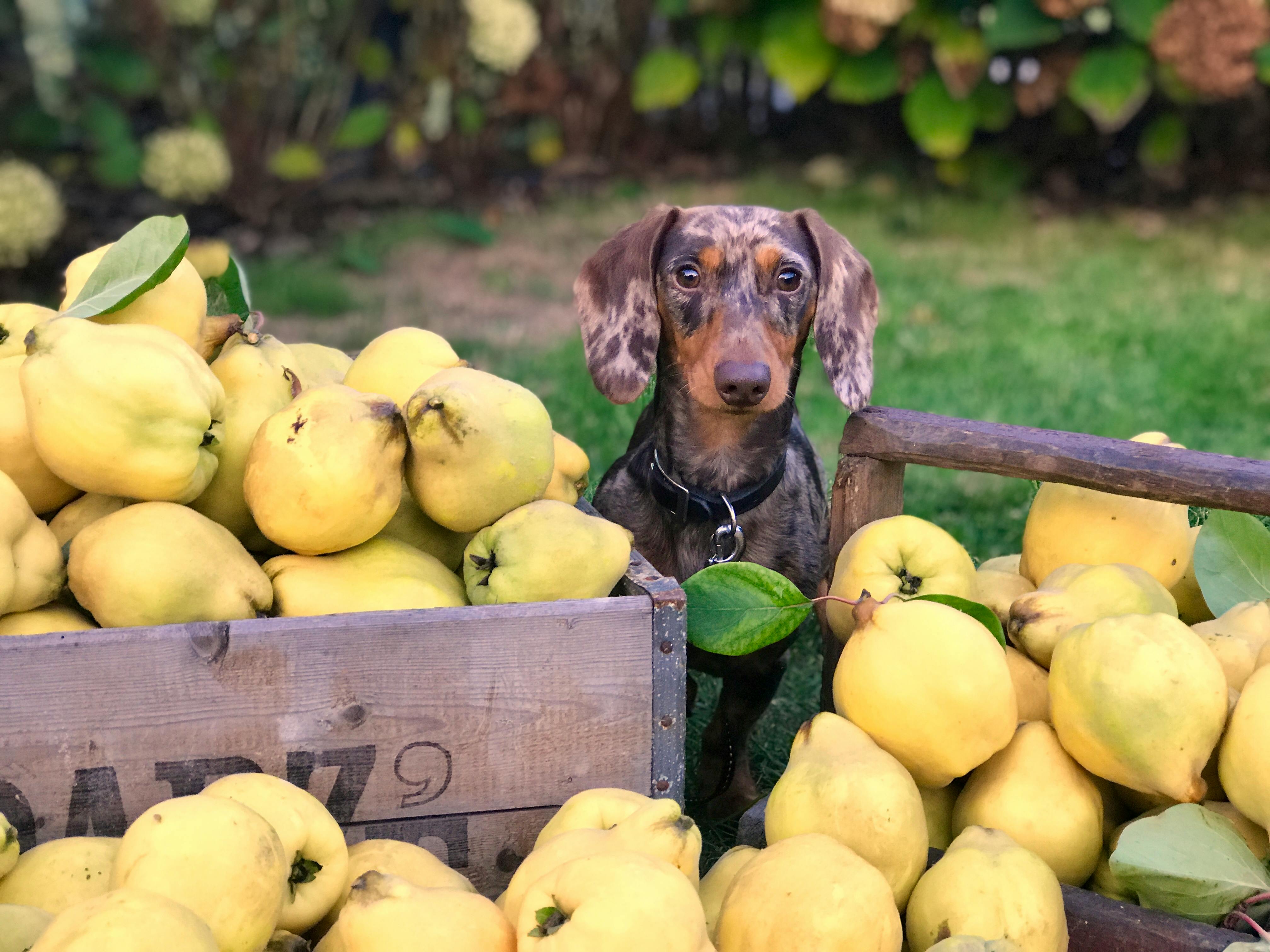 Vegetarian Pet Food