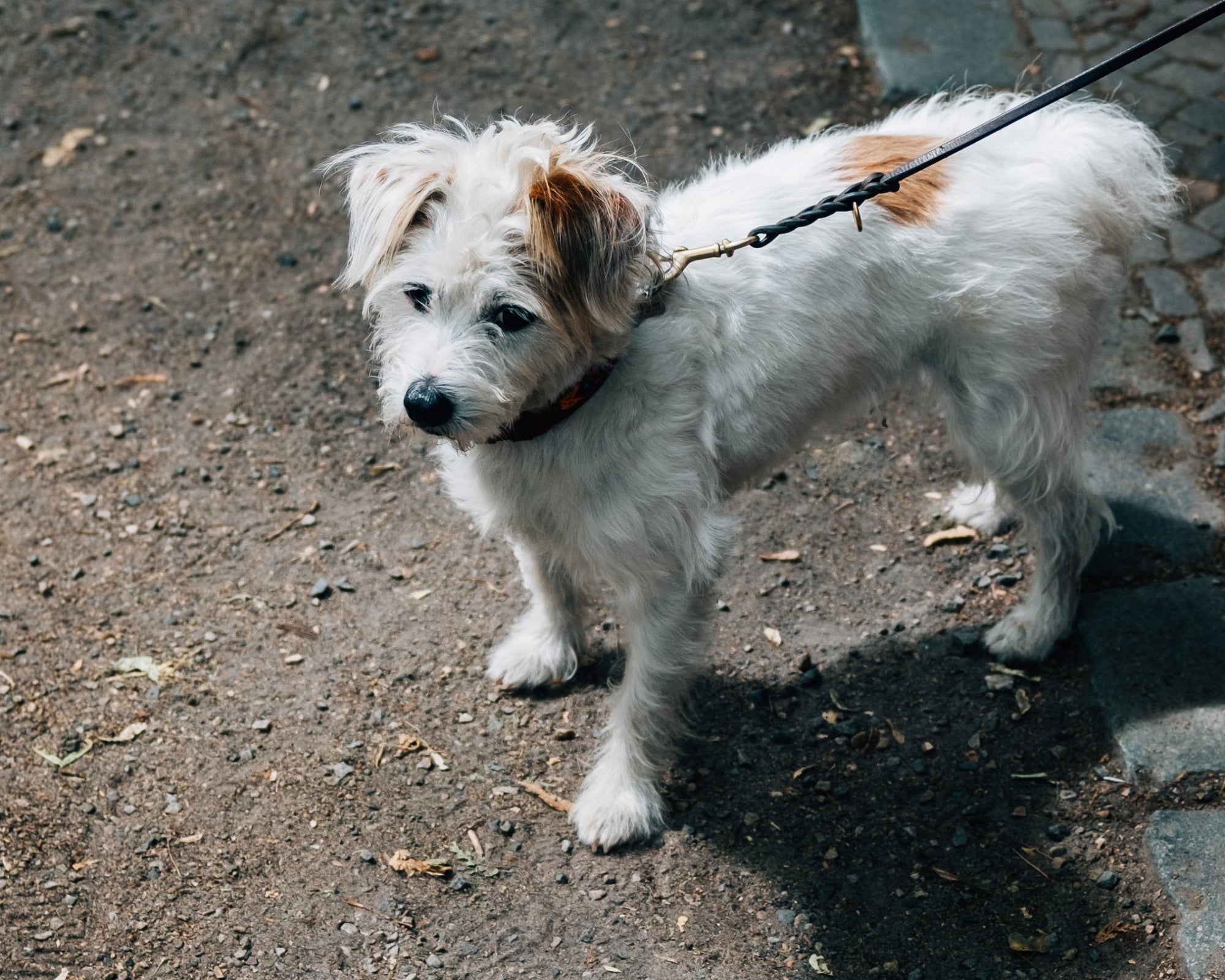 Pet Food for Sensitive Stomachs