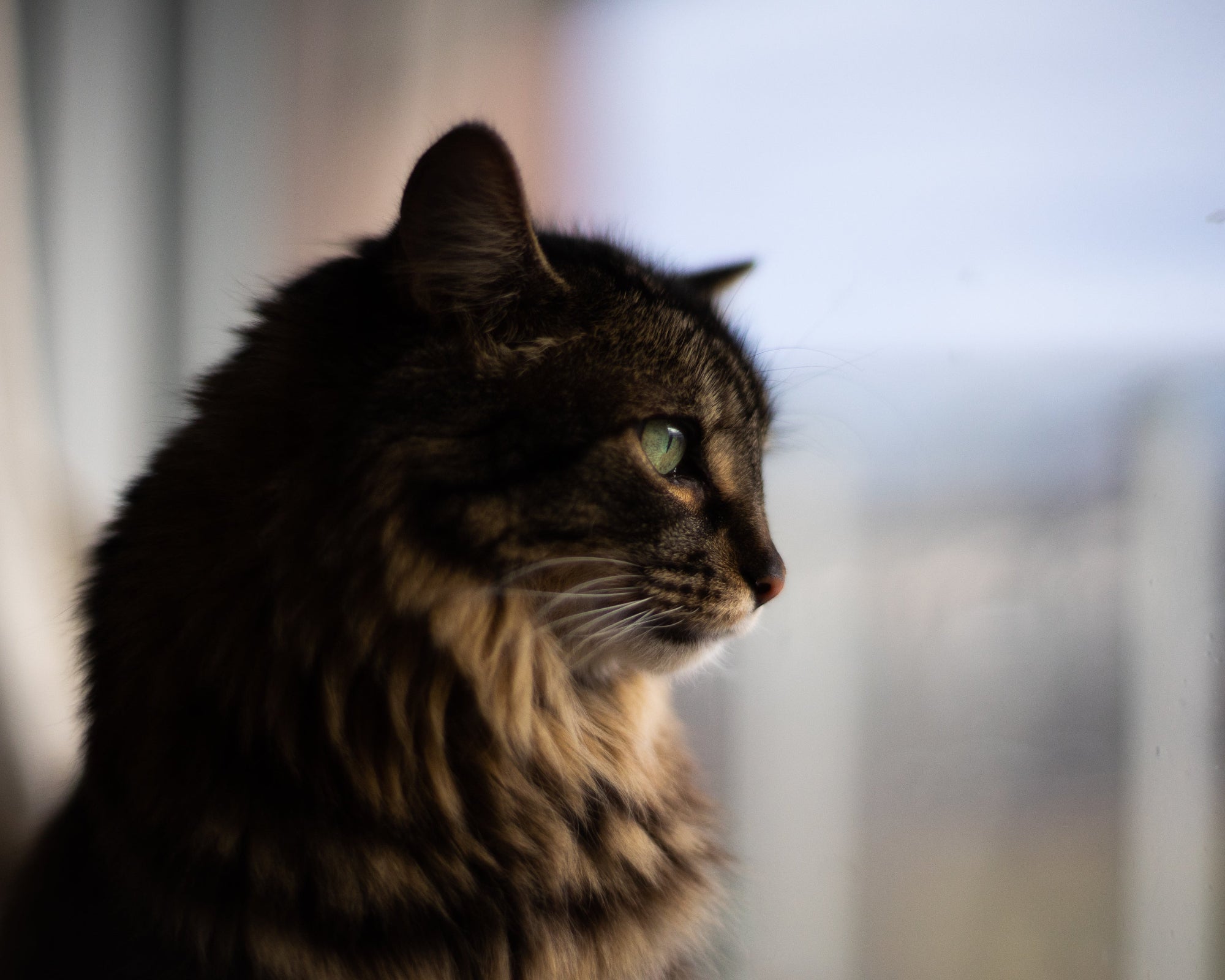 Low Allergy Pet Food