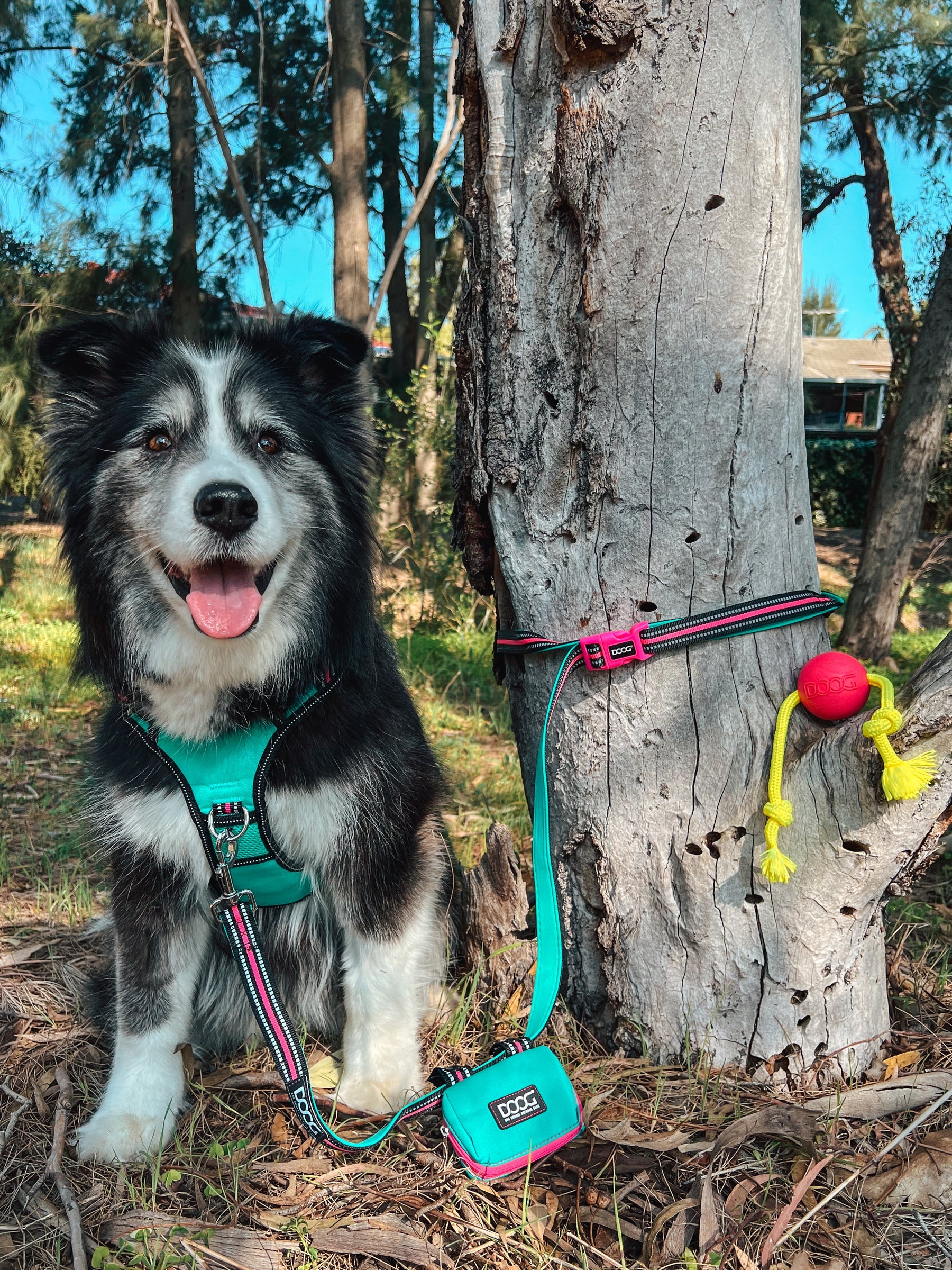 DOOG Collars / Leads DOOG "Clip It" Neoprene Dog Leash