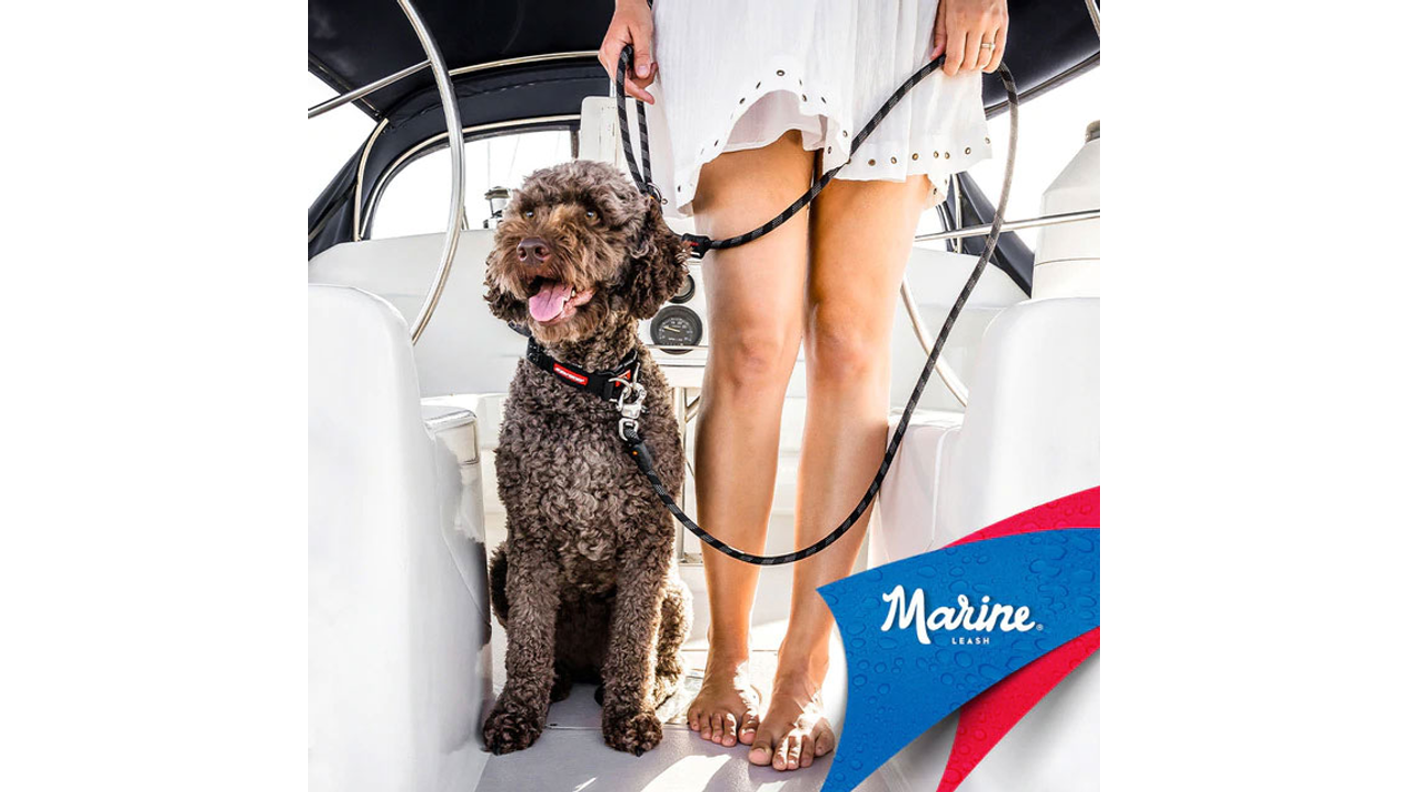 EzyDog Collars / Leads Large Clip EzyDog Marine Leash with Slip Lead Option