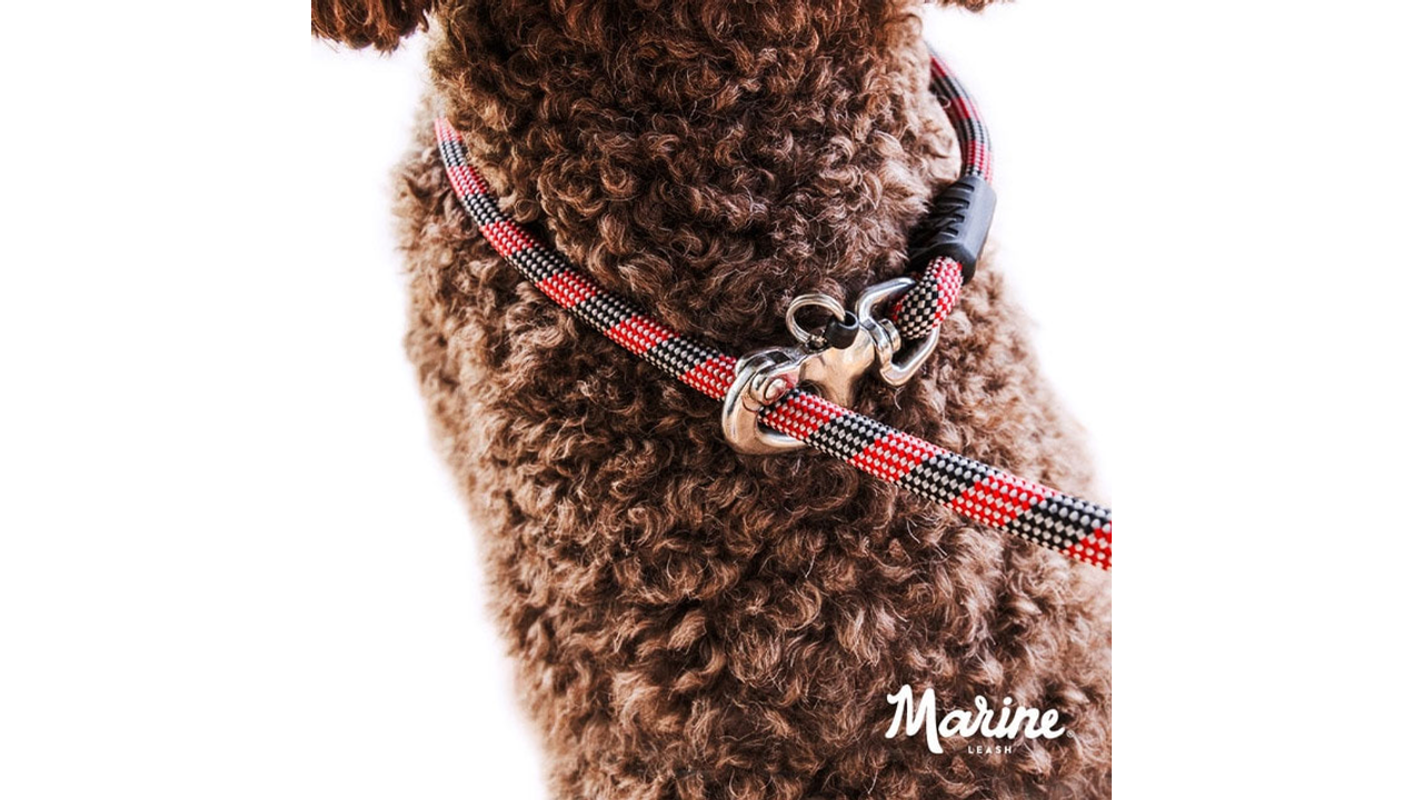 EzyDog Collars / Leads EzyDog Marine Leash with Slip Lead Option