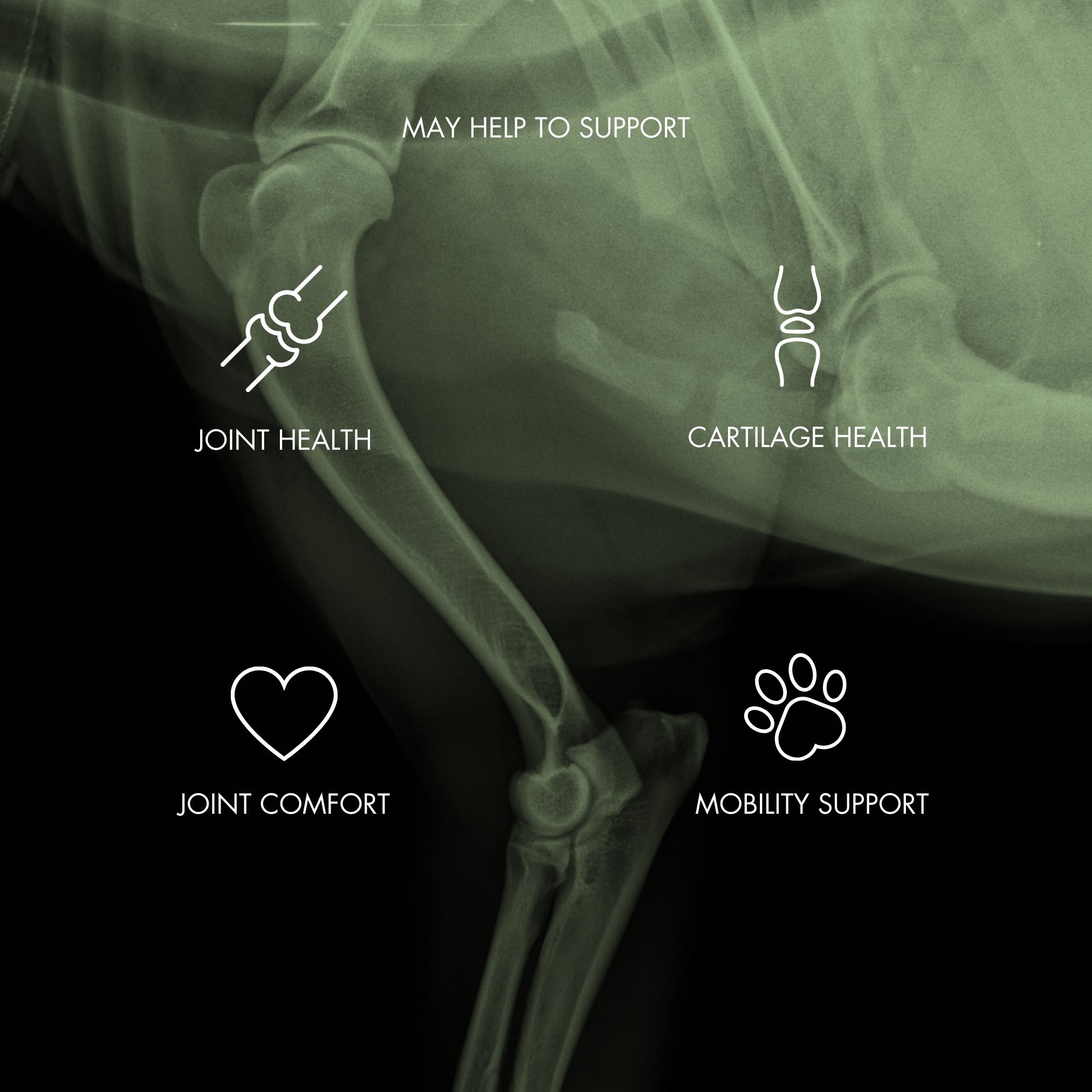FlexiPaw Supplements FlexiPaw Mobility & Joint Chews for Dogs