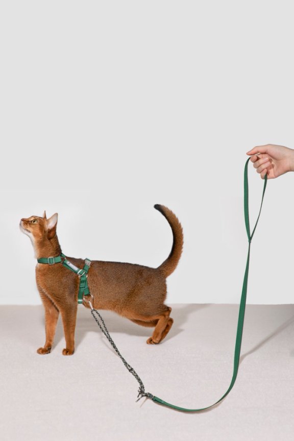 HiDream Collars / Leads Freedom Explorer Cat Harness & Leash Set