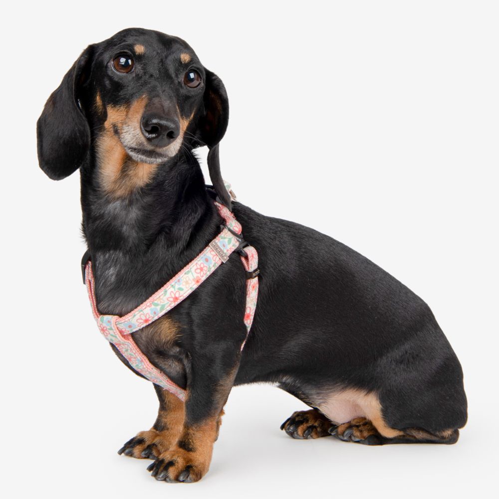 Puppia Harnesses / Haltis Puppia Lilac Harness X Plus