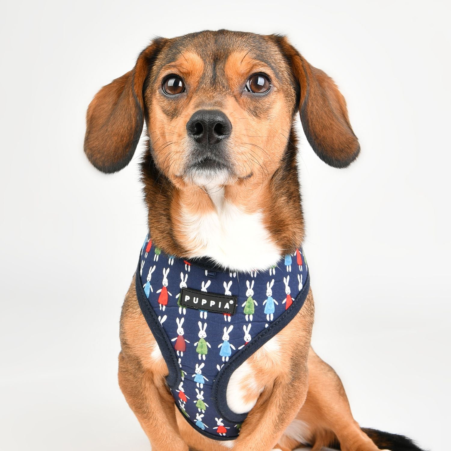 Puppia Harnesses / Haltis Puppia Mollie Harness