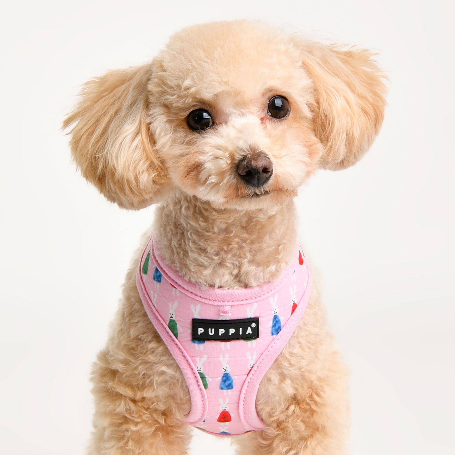 Puppia Harnesses / Haltis Puppia Mollie Harness