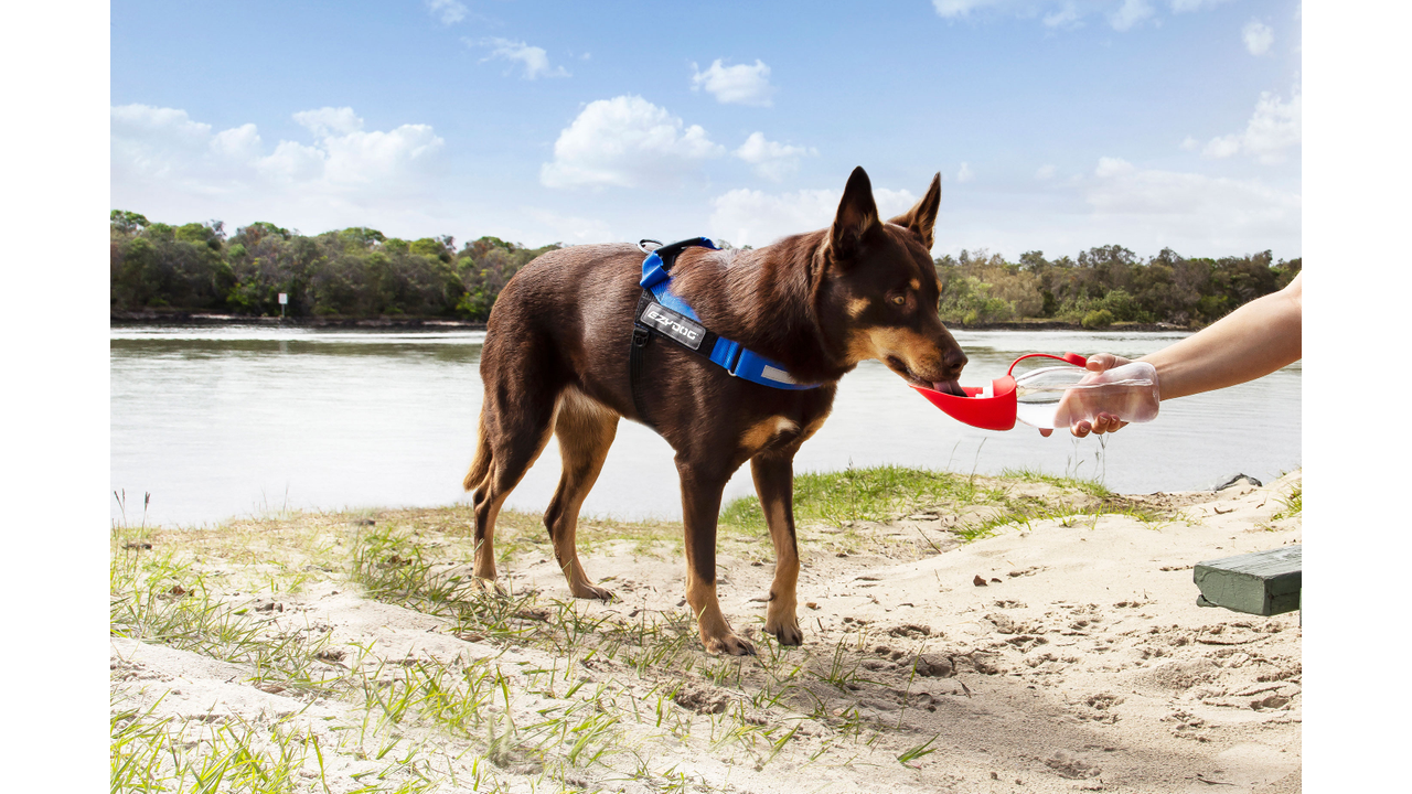 EzyDog bowls Ezydog Leaf Drink Bottle