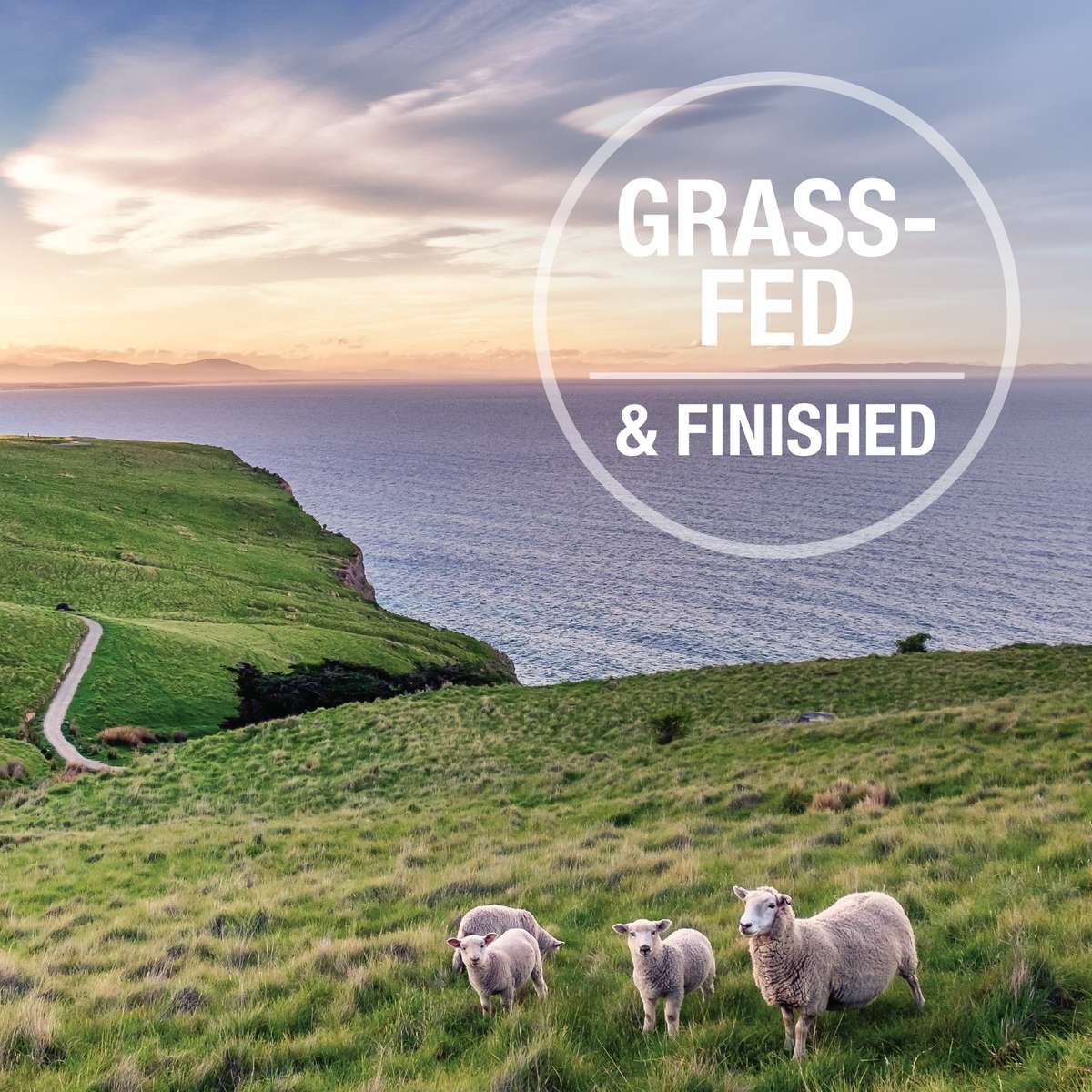 Feline Natural Canned Food Feline Natural Chicken & Lamb Feast Canned Food 170g