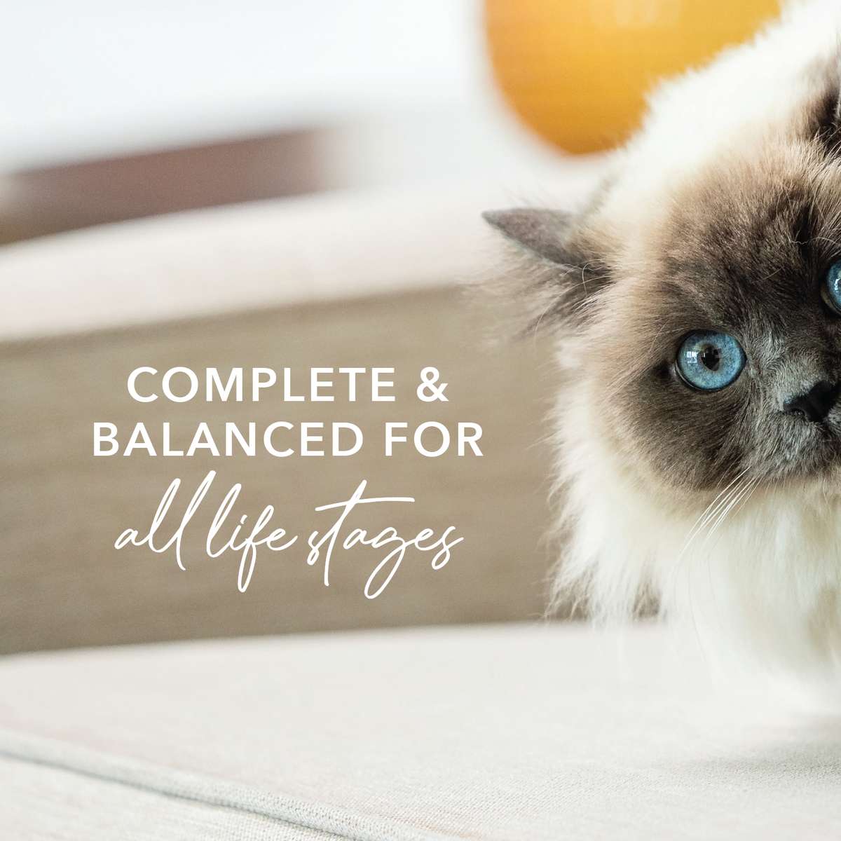 Feline Natural Canned Food Feline Natural Chicken & Venison Canned Food 170g