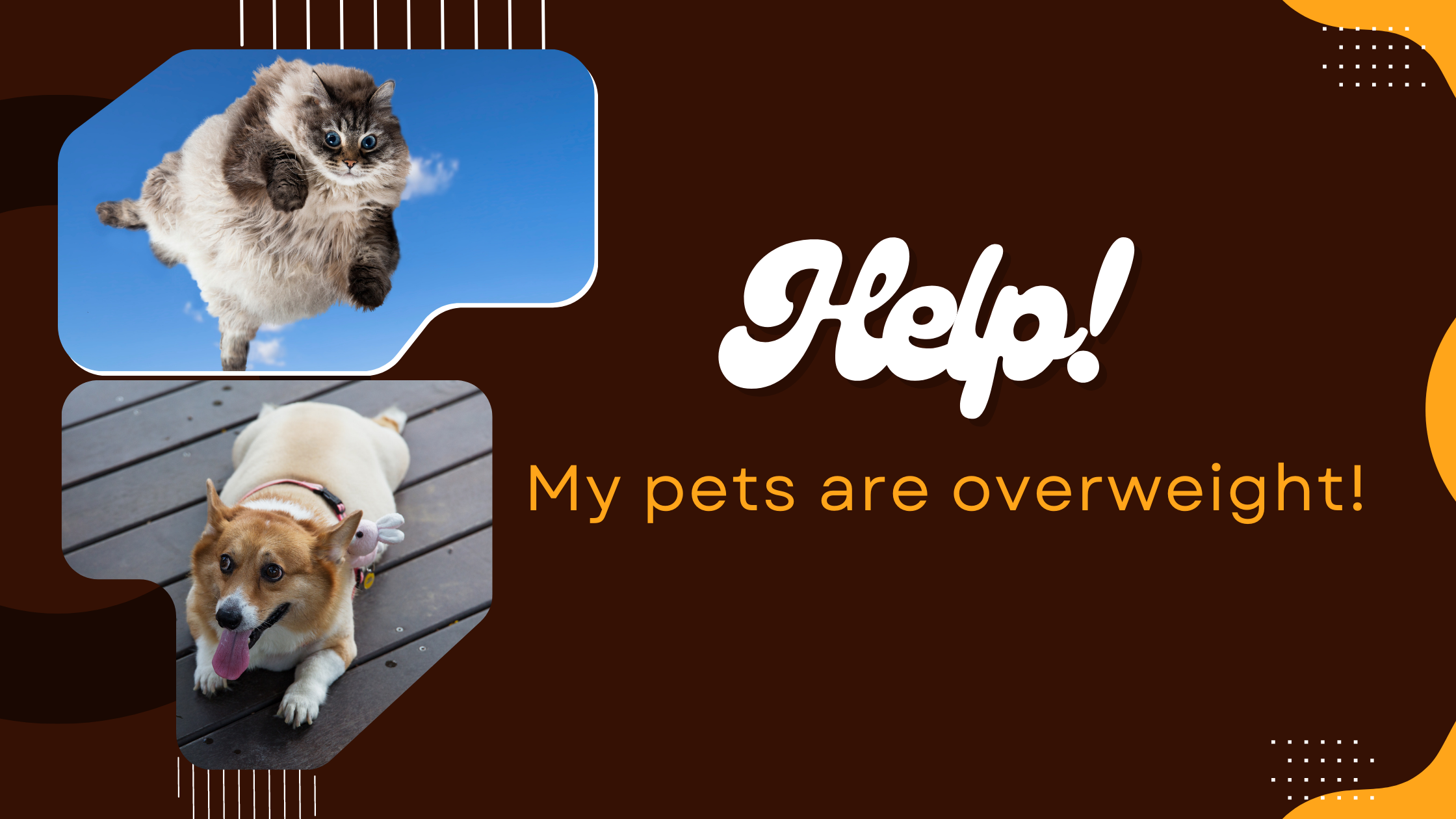 Help!! My pets are overweight!