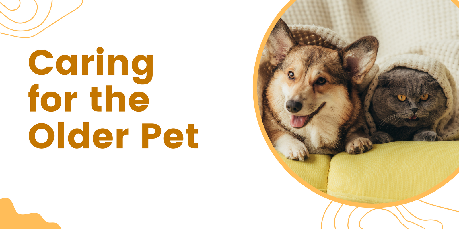 Caring for the Older Pet