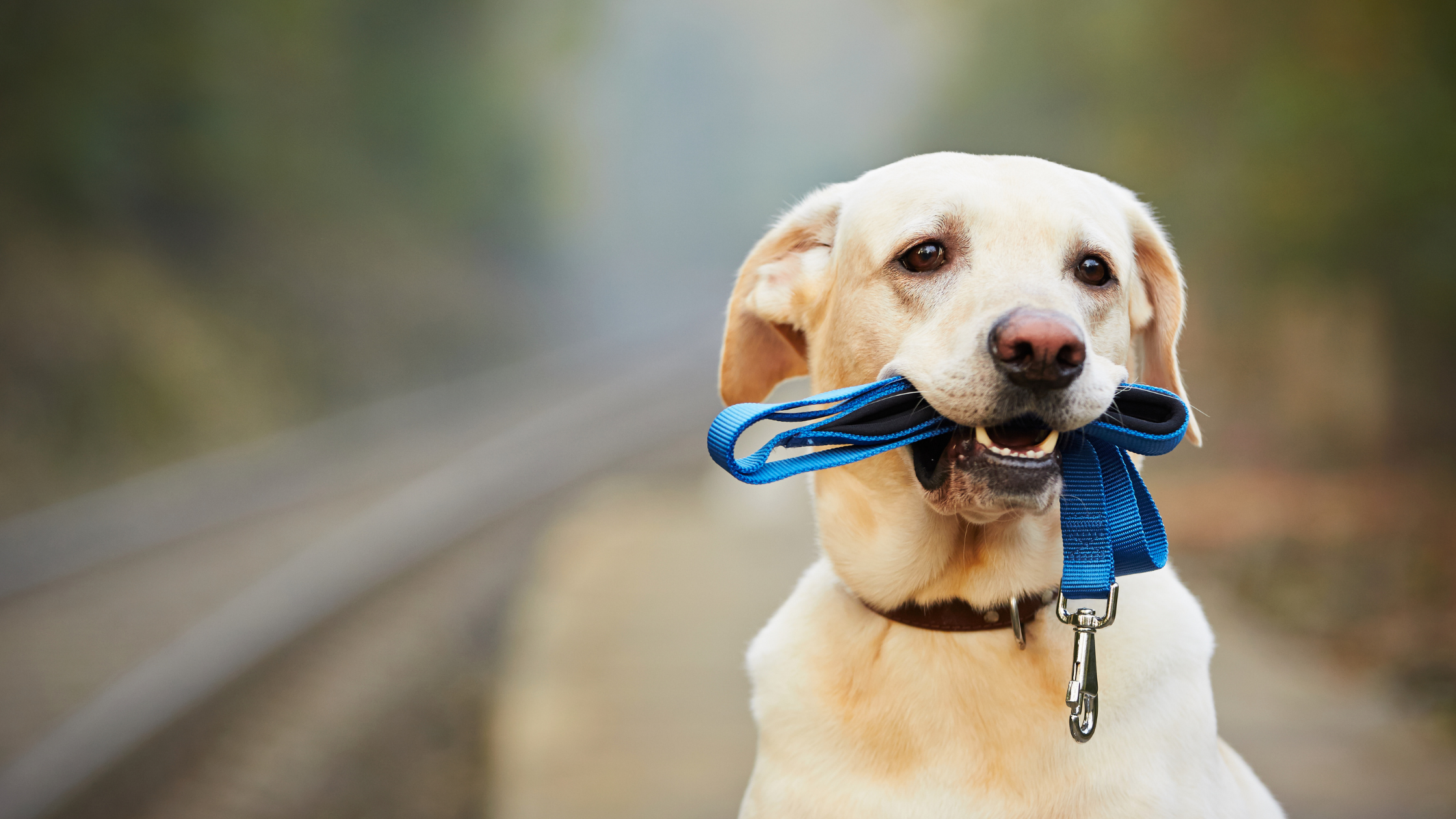 Collars and Harnesses