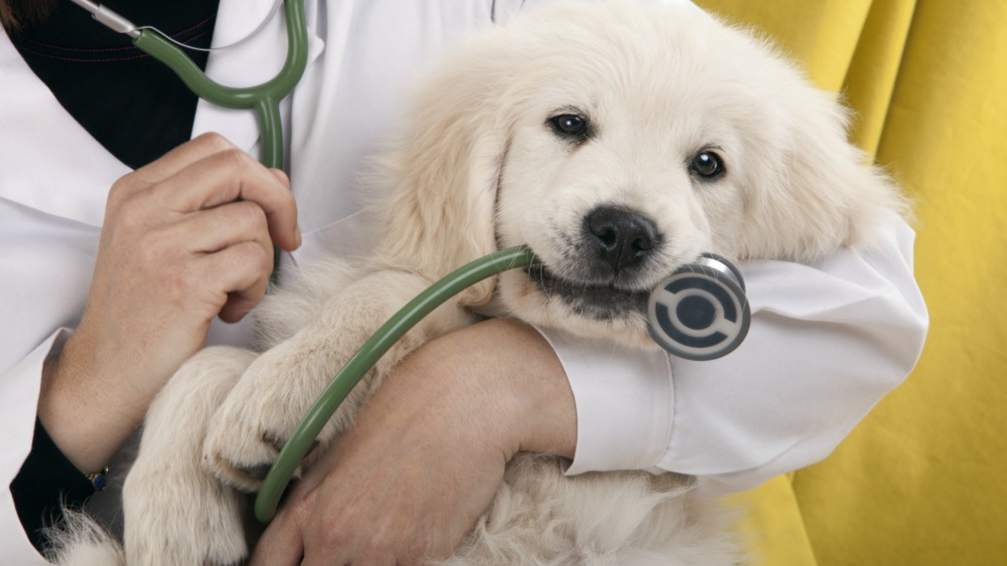 Basic Health Checks for Your Pet
