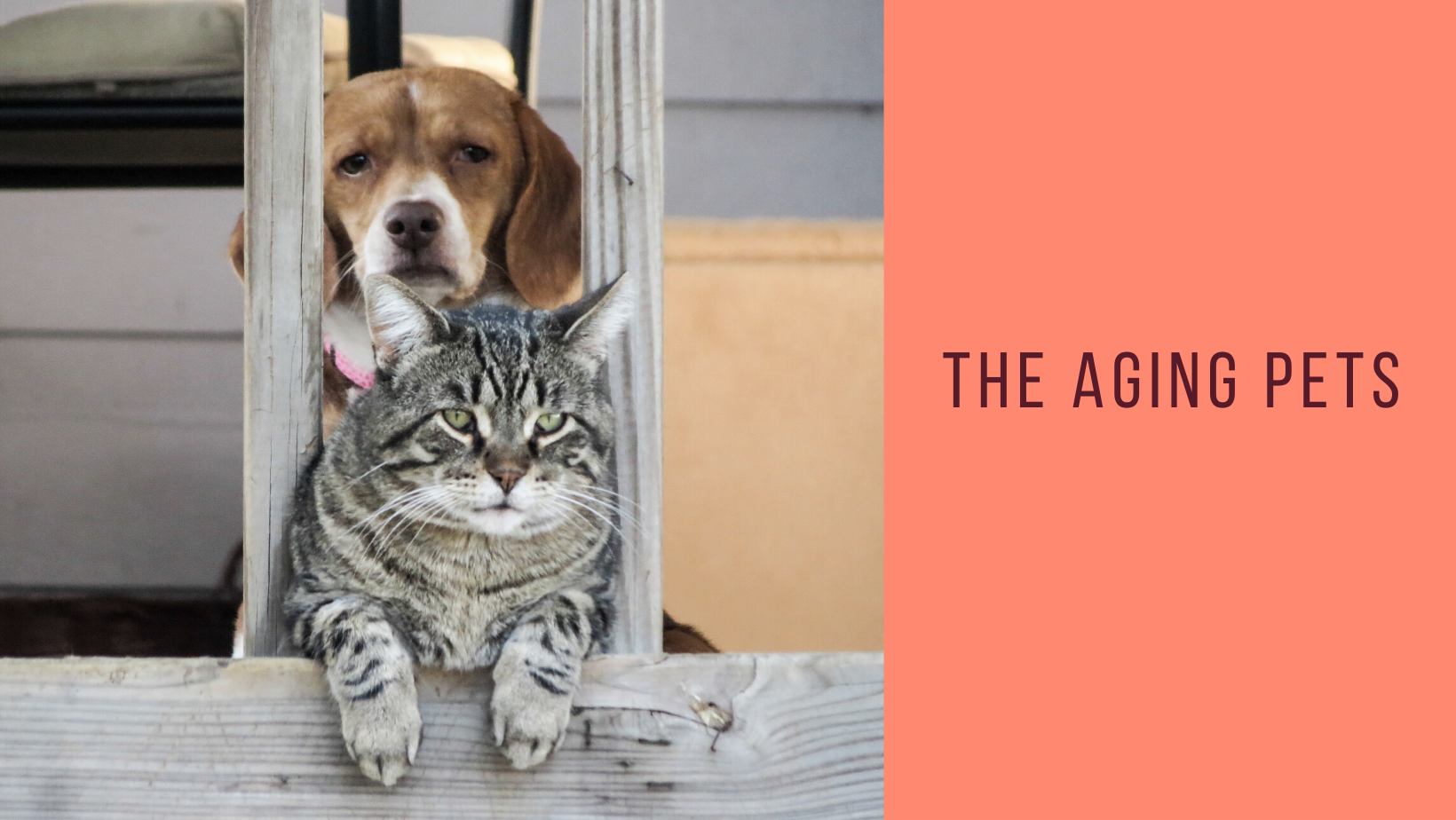 The Aging Pets