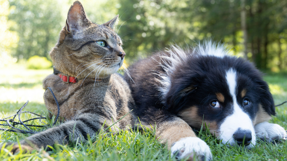 Caring for the Older Pet