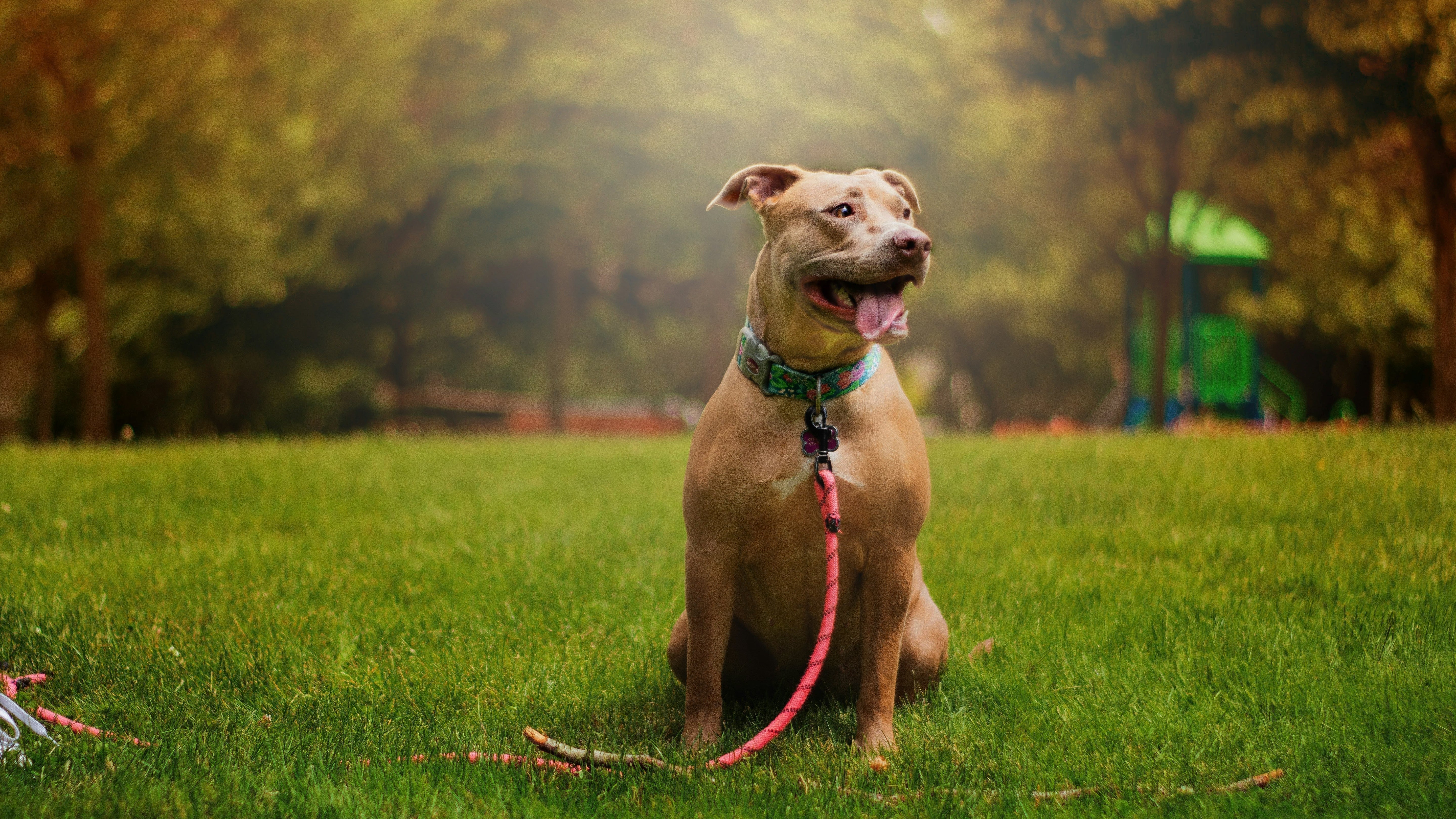 The Perfect Lead for Every Walk 🐾✨