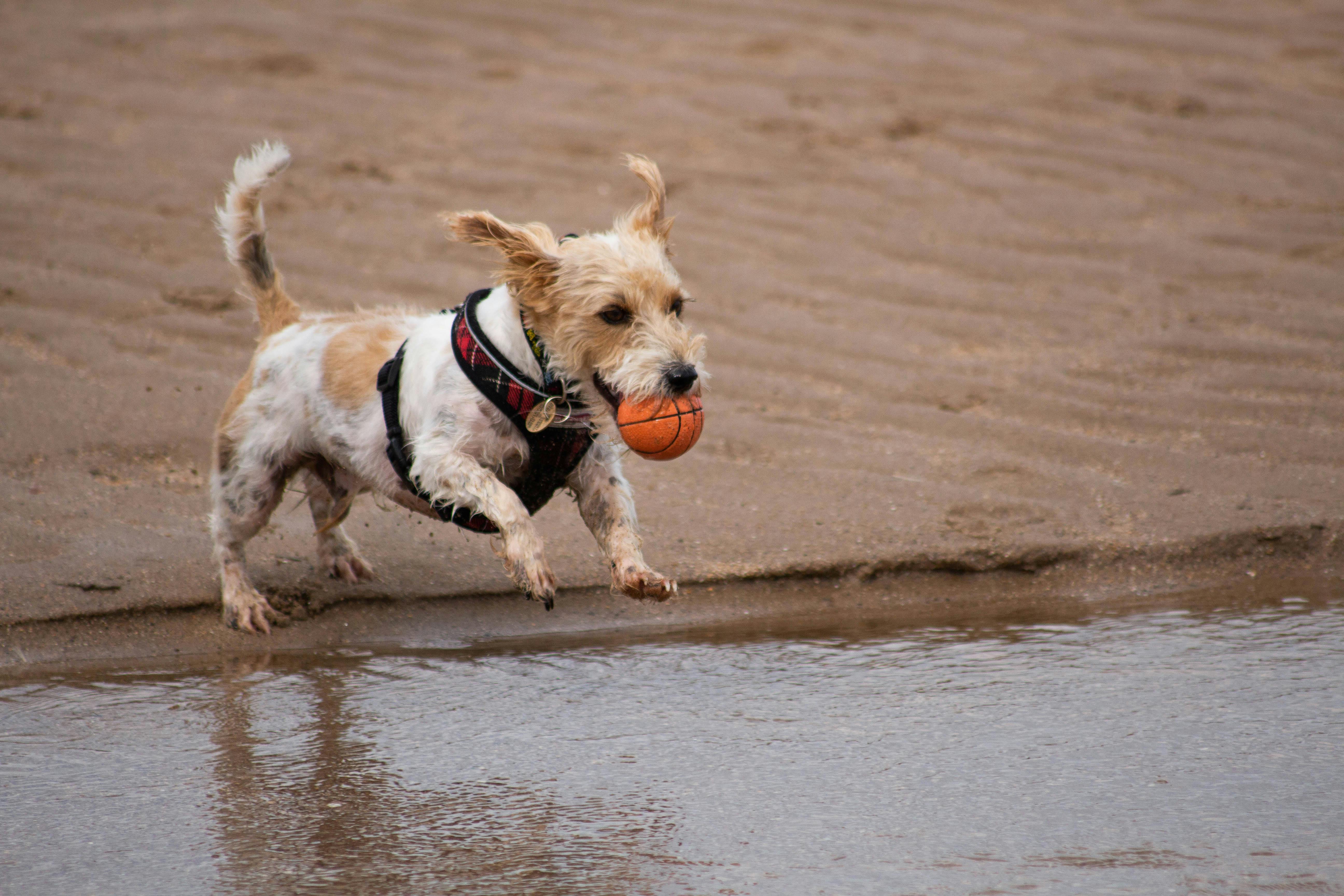 🏖️ Beach Days Are Back! Beach Toys & Tips for Happy Dogs