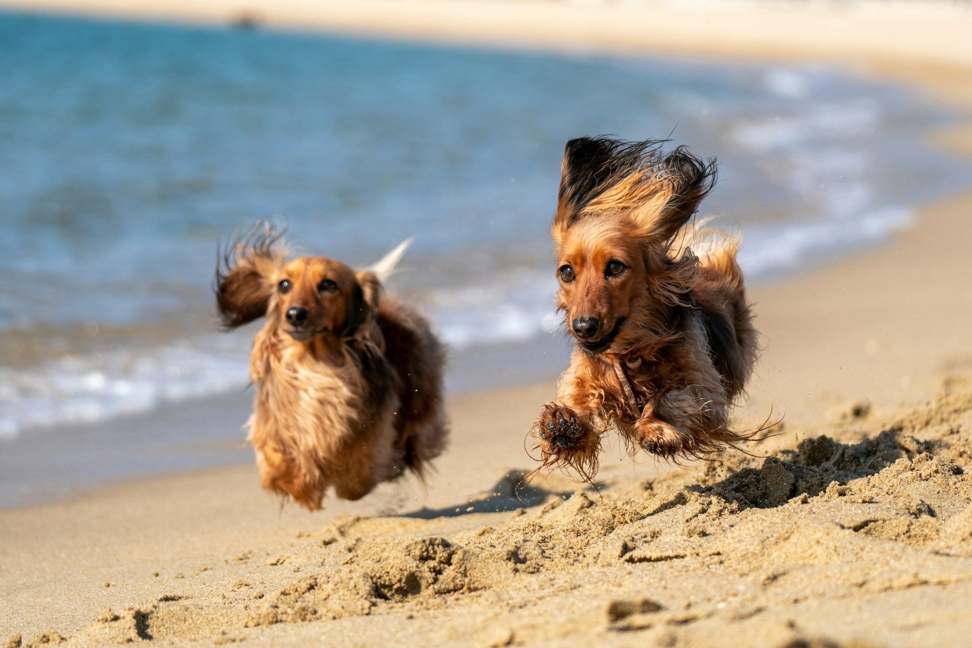 ☀️ 🐕 Summer Pet Care Tips: How to Keep Your Pets Cool, Hydrated & Healthy