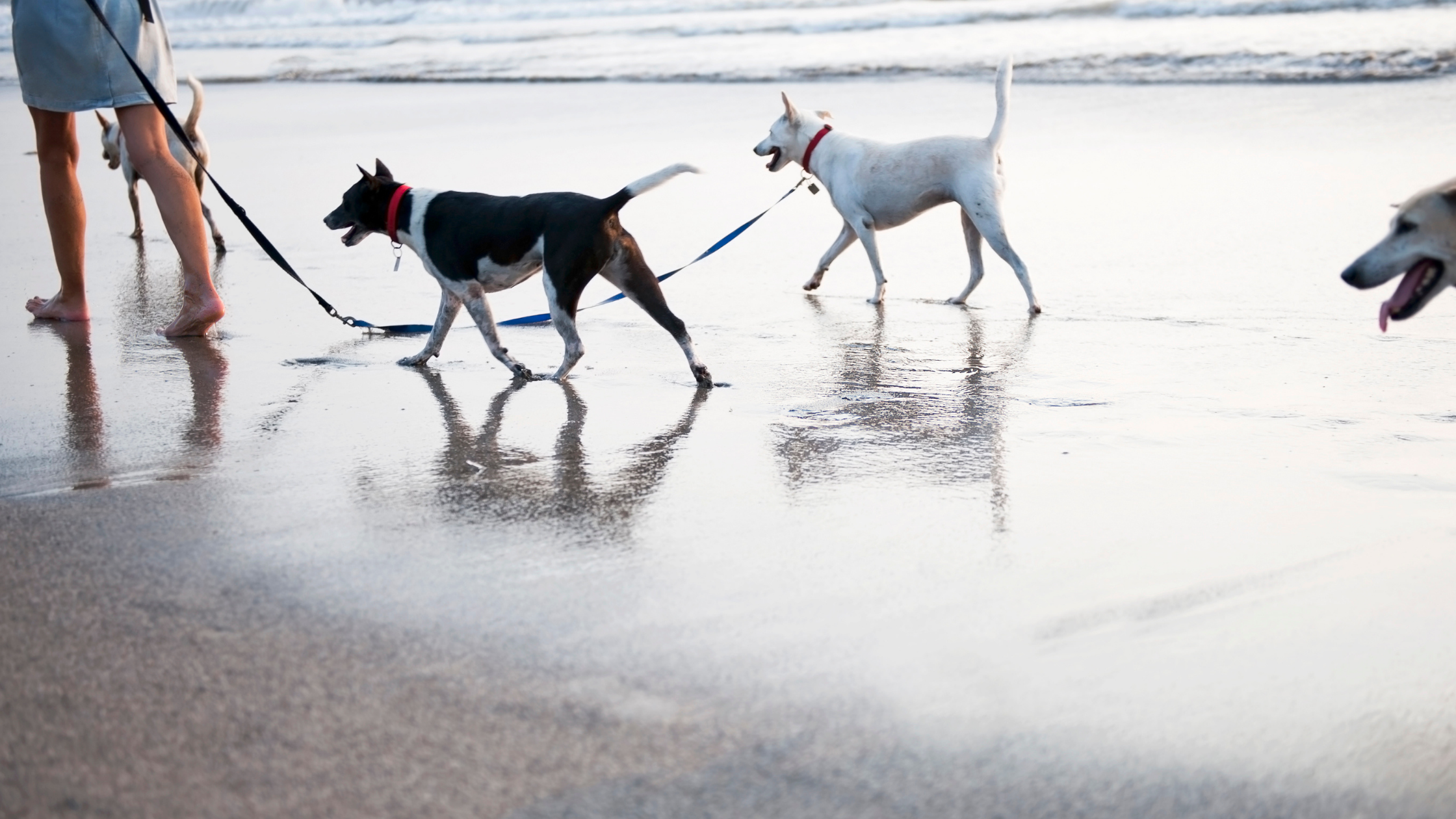 Canine Etiquette