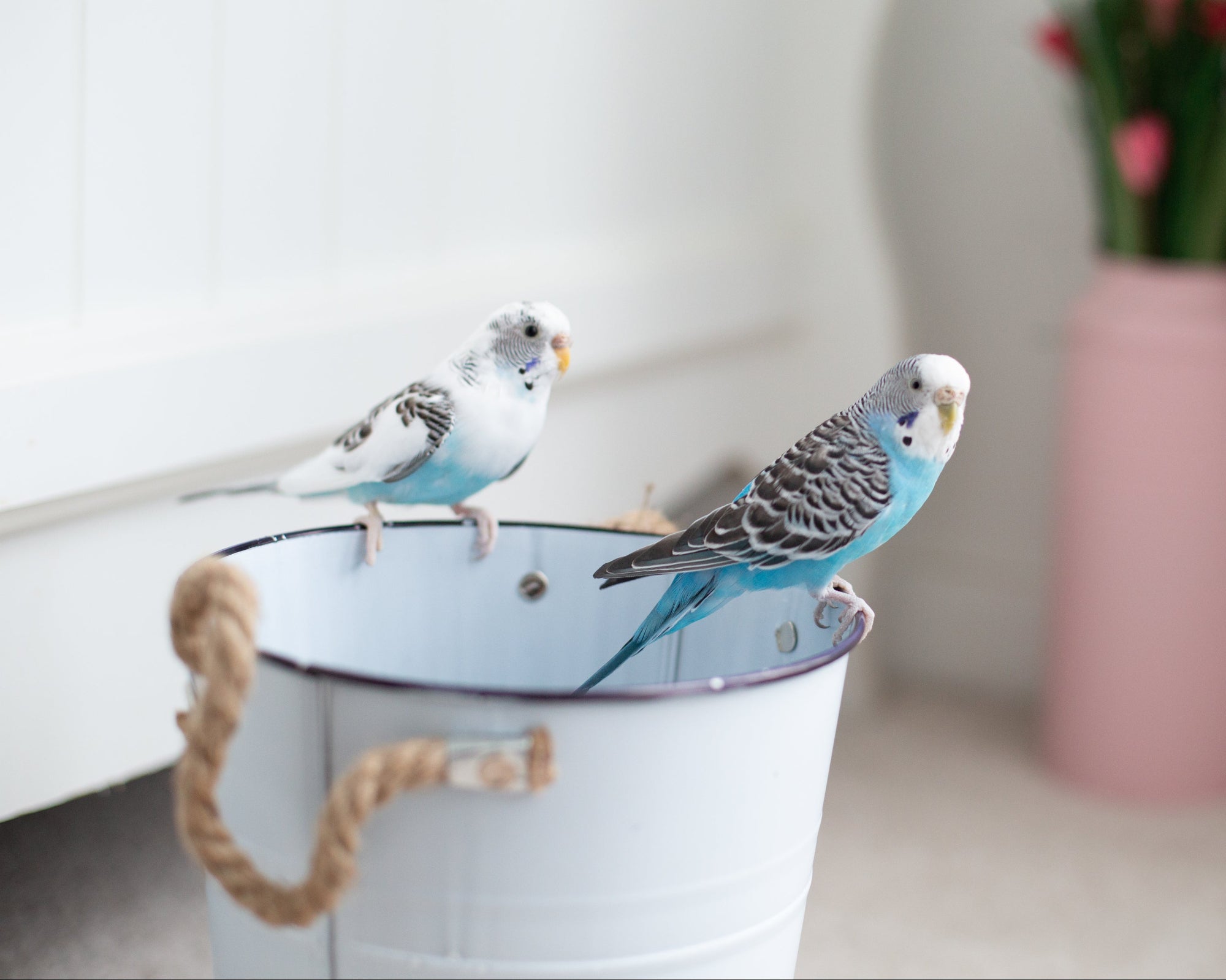 Bird Feed & Supplies