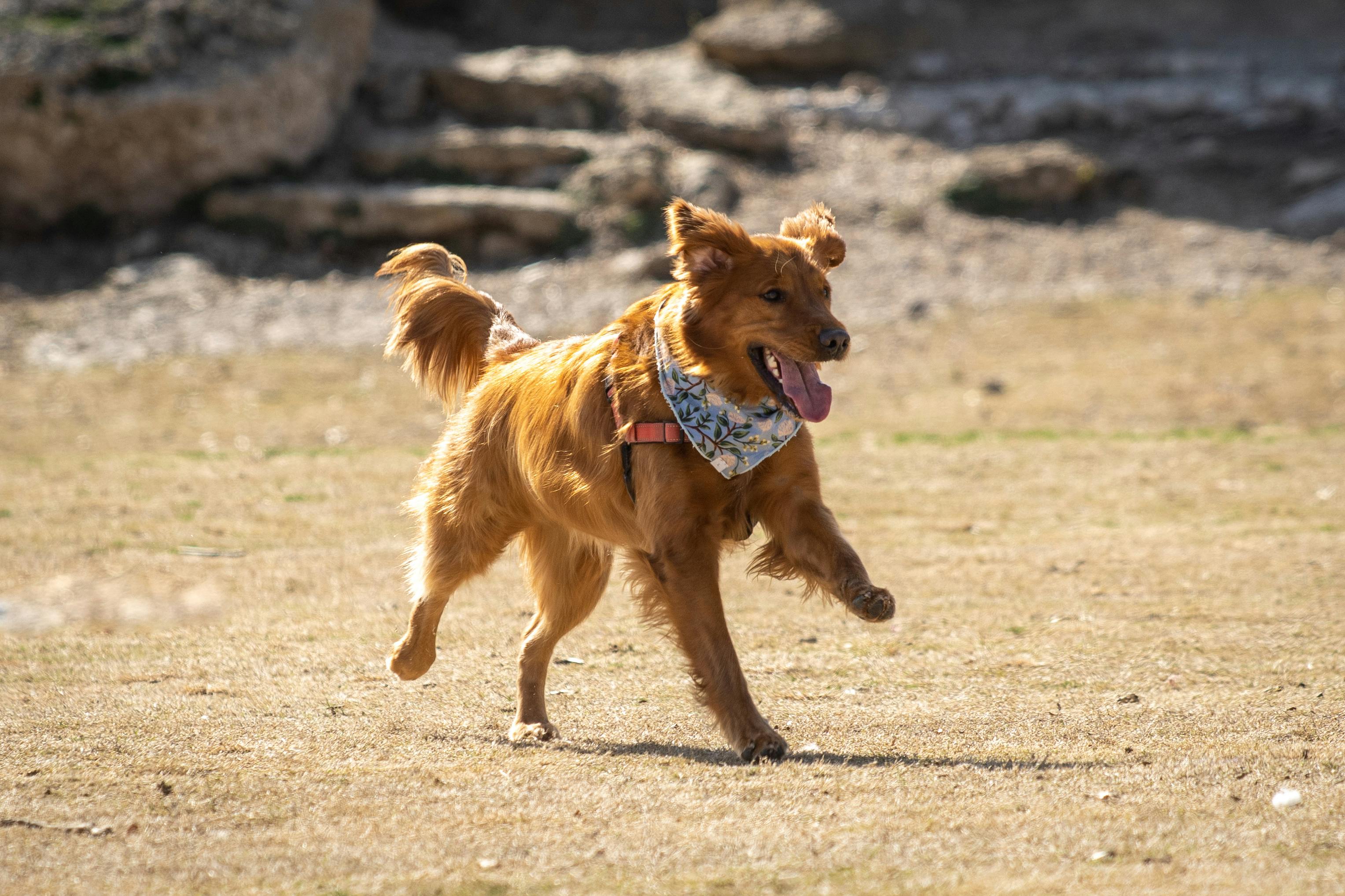 Joint Care for Cats & Dogs