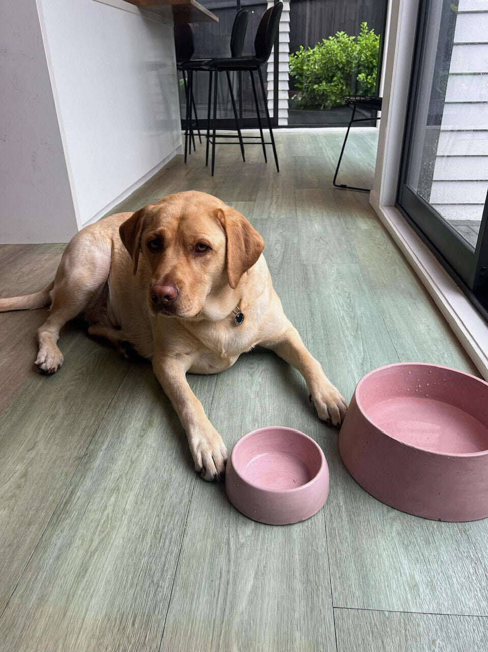 https://petnaturals.co.nz/cdn/shop/files/concrete-dog-bowls-bowls-concrete-pet-bowl-34713666191551_2048x.jpg?v=1690972671