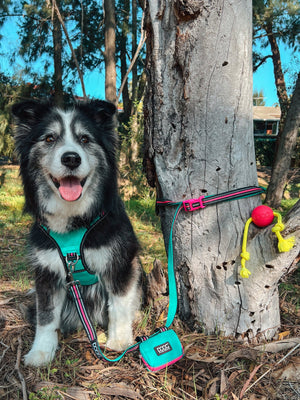 DOOG Collars / Leads DOOG "Clip It" Neoprene Dog Leash