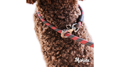 EzyDog Collars / Leads EzyDog Marine Leash with Slip Lead Option