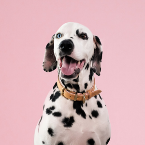 EzyDog Collars / Leads Ezydog Oxford Blush Buckle Collar