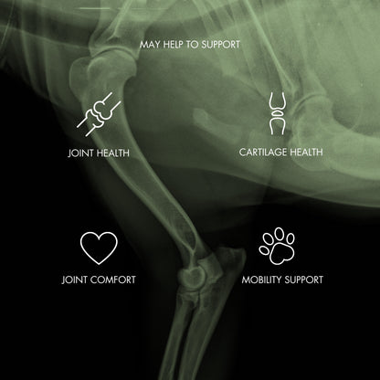 FlexiPaw Supplements FlexiPaw Mobility & Joint Chews for Dogs