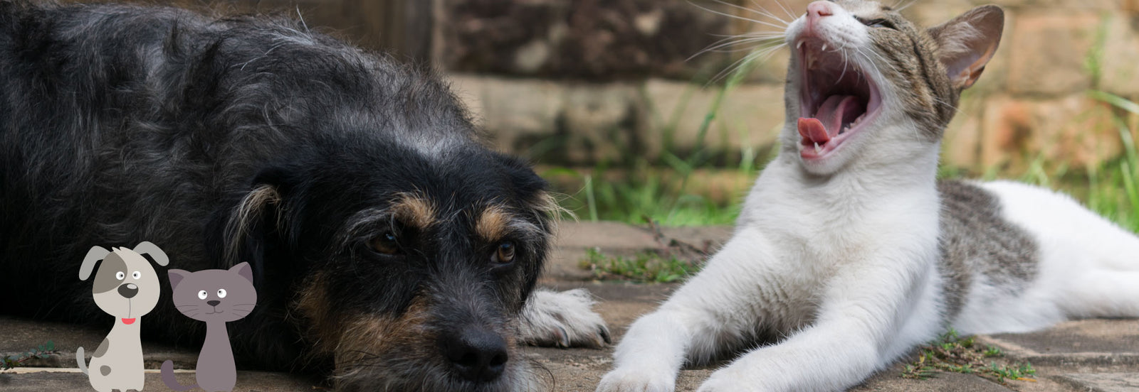 raw pet food auckland, dog and cat