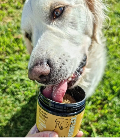 Fourflax Supplements Fourflax Mussel Powder for Dogs 150g