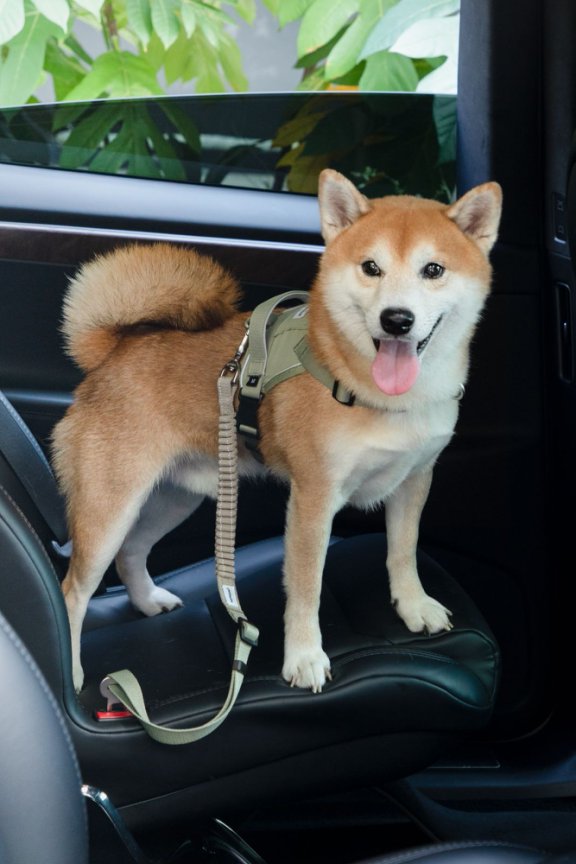 HiDream accessories HiDream Pet Car Safety Seatbelt