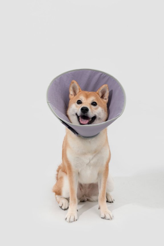 HiDream accessories "Snap-On Cone-Shaped Elizabethan Collar Size XL