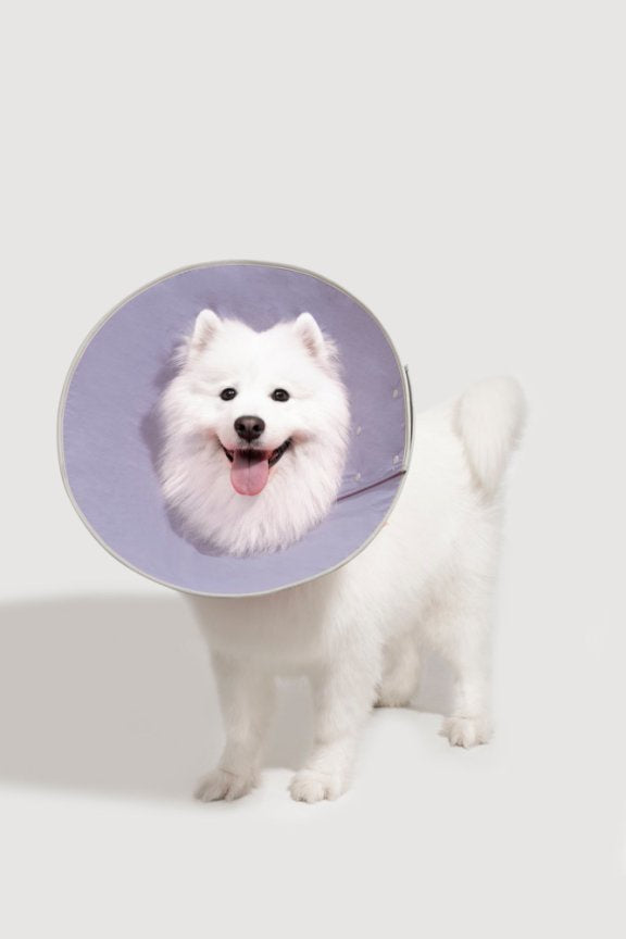 HiDream accessories "Snap-On Cone-Shaped Elizabethan Collar Size XL