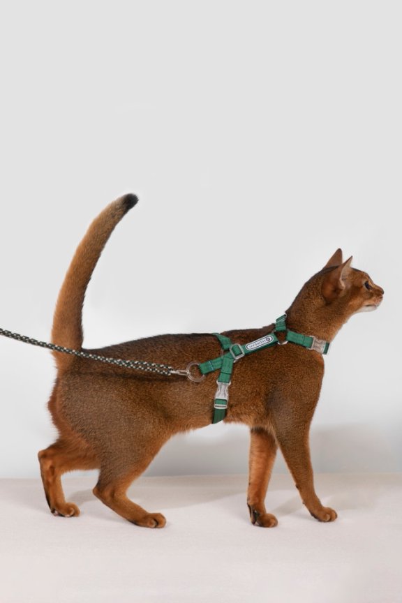 HiDream Collars / Leads Freedom Explorer Cat Harness & Leash Set