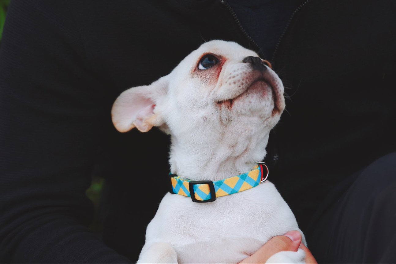 HiDream Collars / Leads HiDream Color Pop Dog Collar