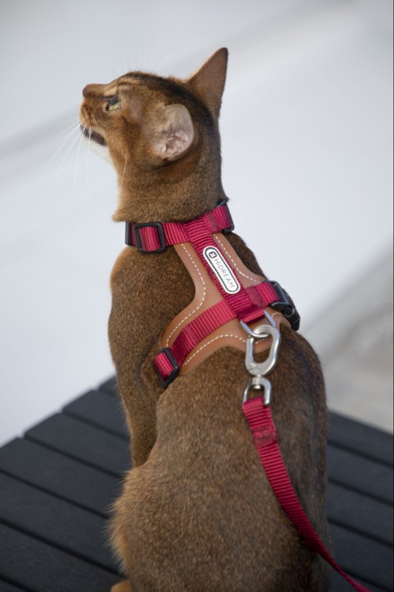 HiDream Collars / Leads Leather Cat Harness & Leash Set