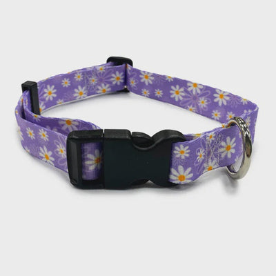 Perris Print Ltd Collars / Leads Daisy Collar