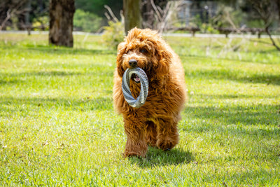 Pet One Toys Blitz Braided Ring