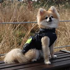 Puppia Apparel Puppia Teton Jacket for Dogs