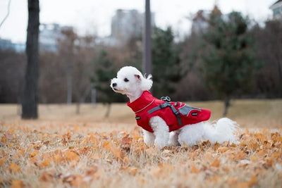 Puppia Apparel Puppia Teton Jacket for Dogs