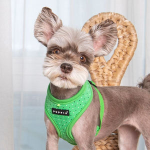 Puppia Harnesses / Haltis Puppia Bonnie Harness