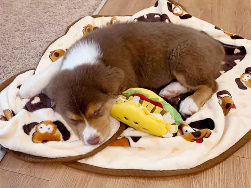 Snuggle Puppy accessories Snuggle Puppy Snuggle Blanket